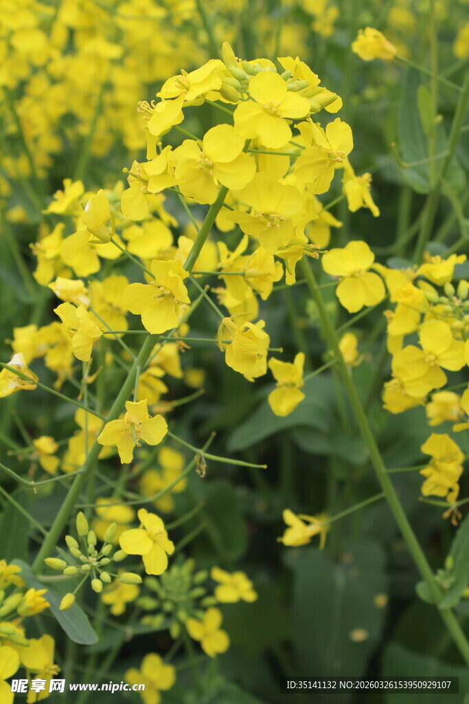 油菜花