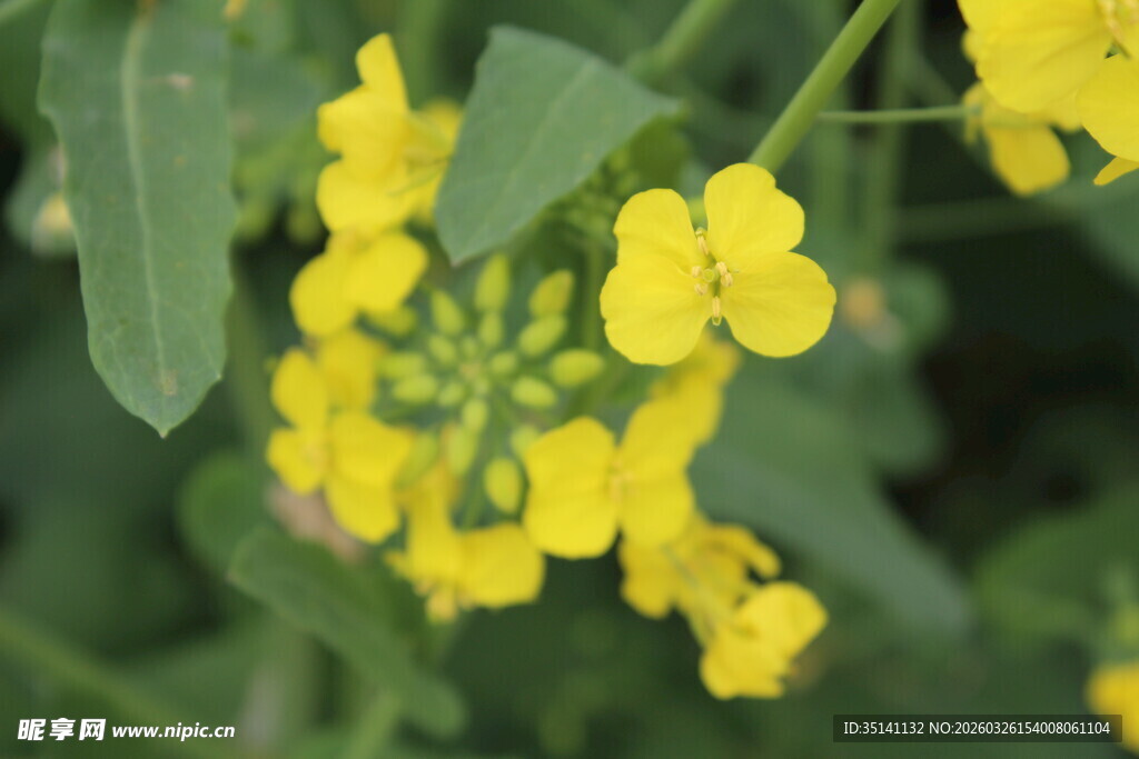 油菜花