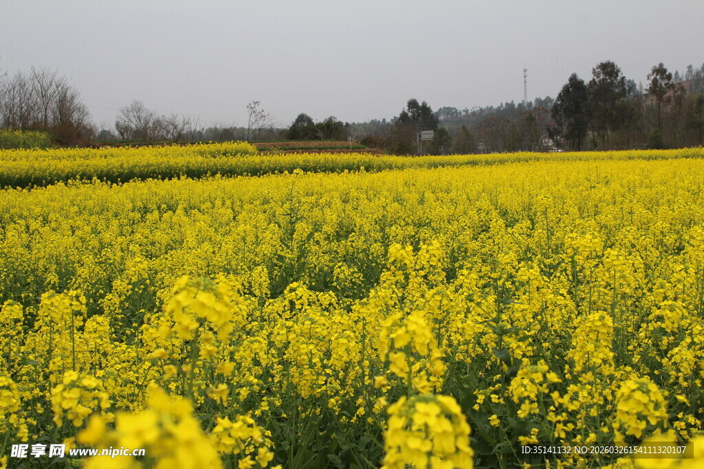 油菜花海