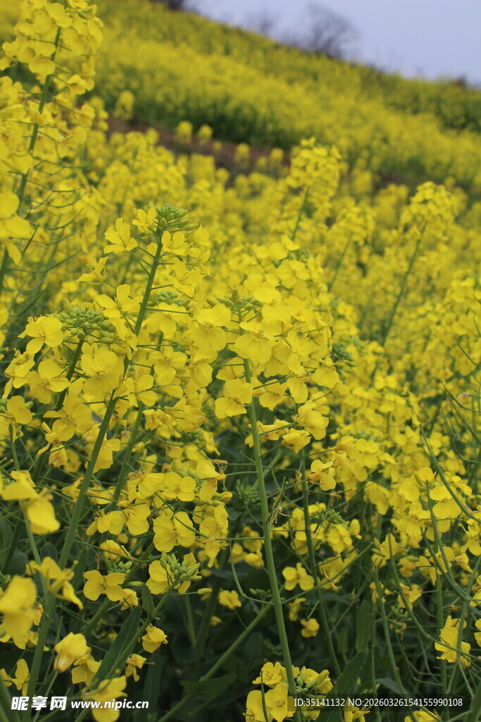 油菜花