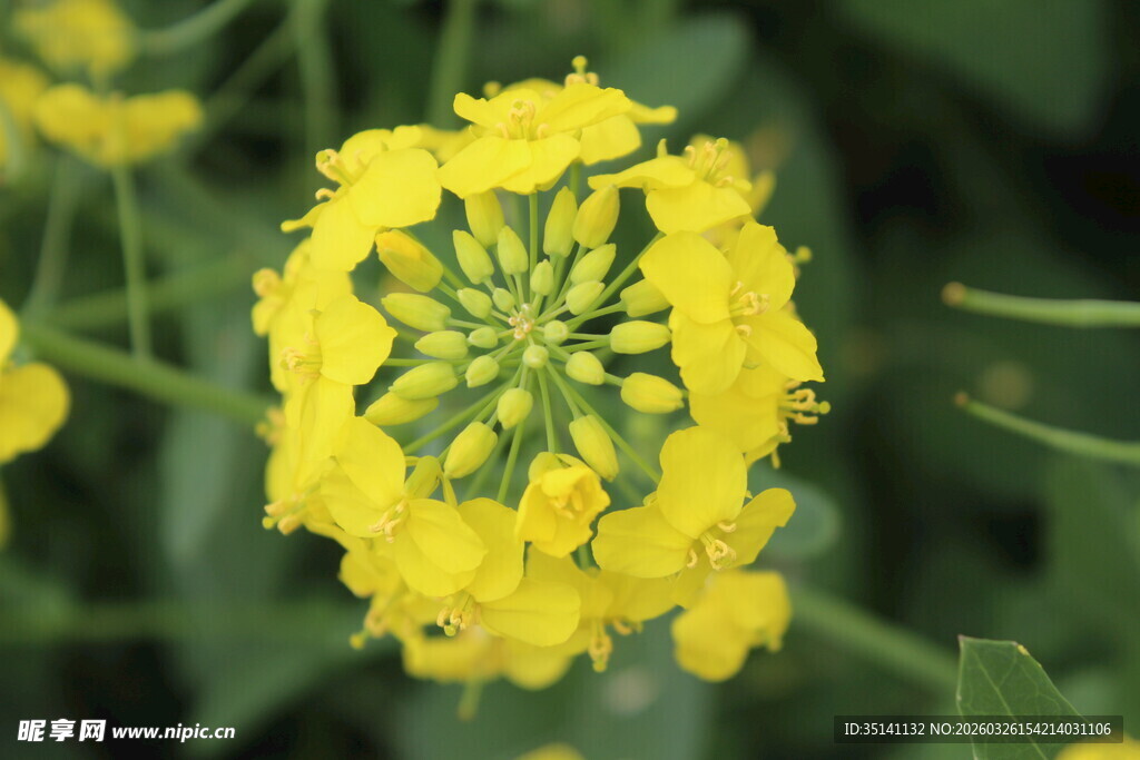 油菜花特写