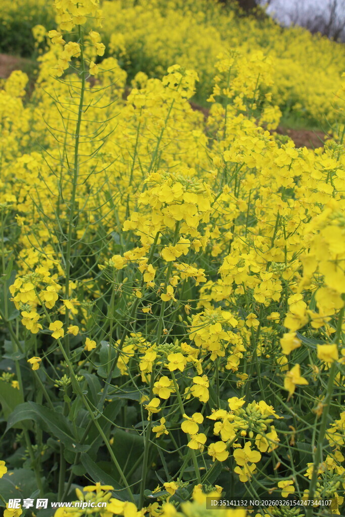 油菜花田