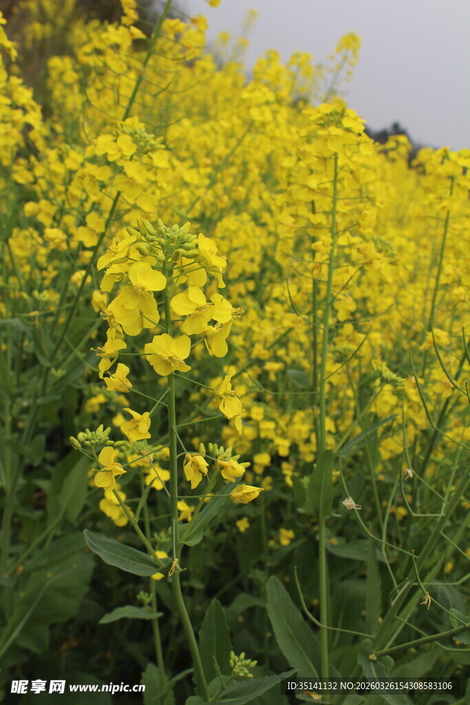 油菜花