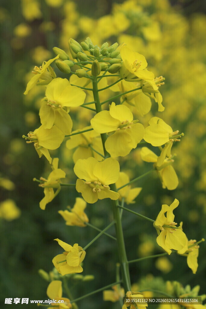 油菜花