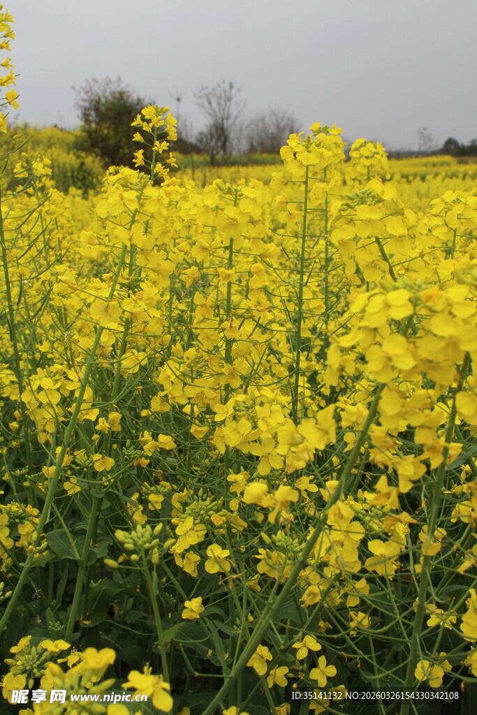 油菜花