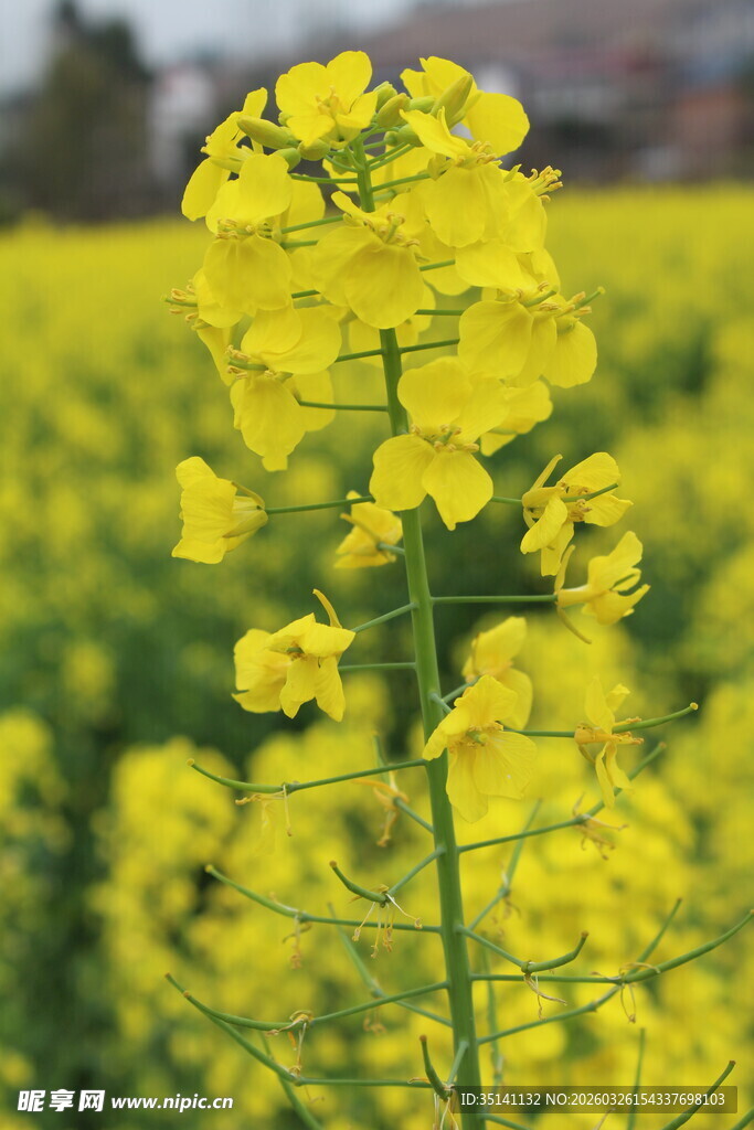 油菜花