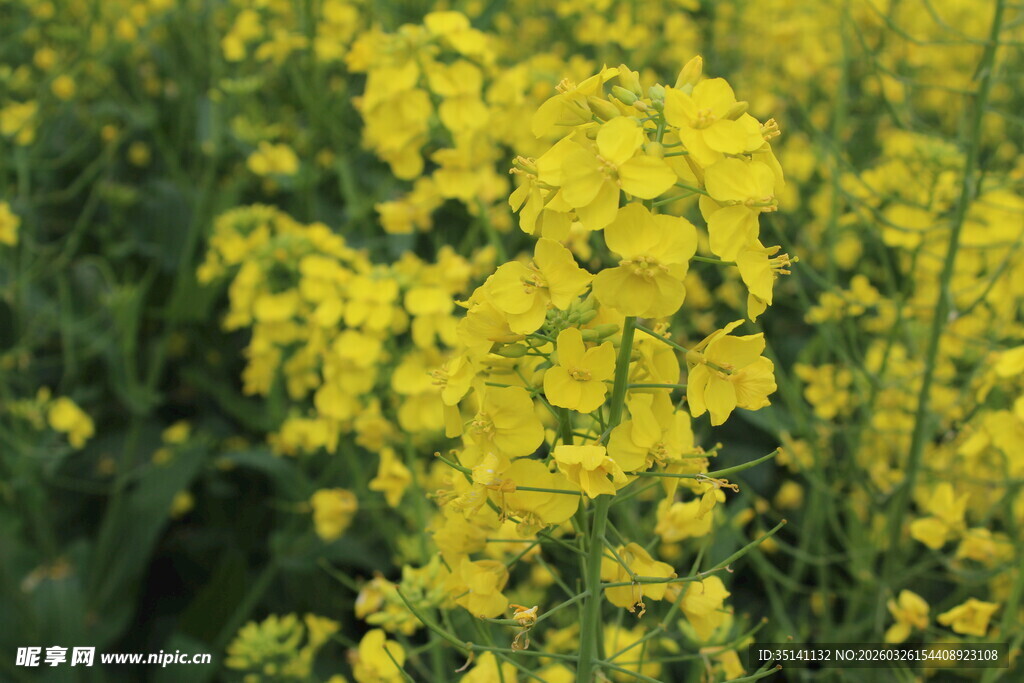 油菜花