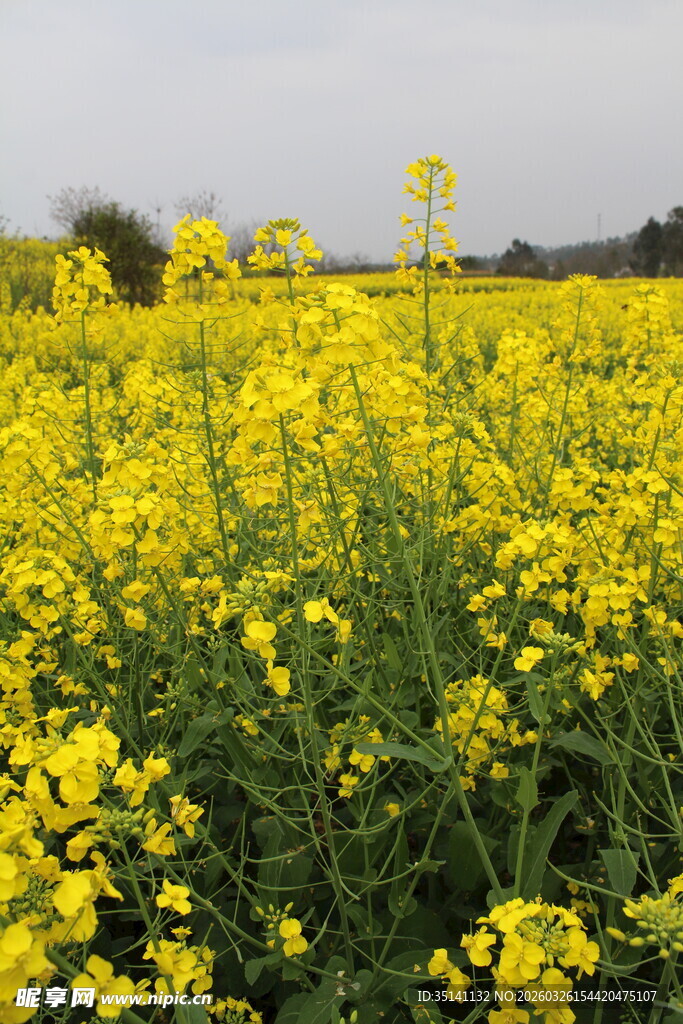油菜花