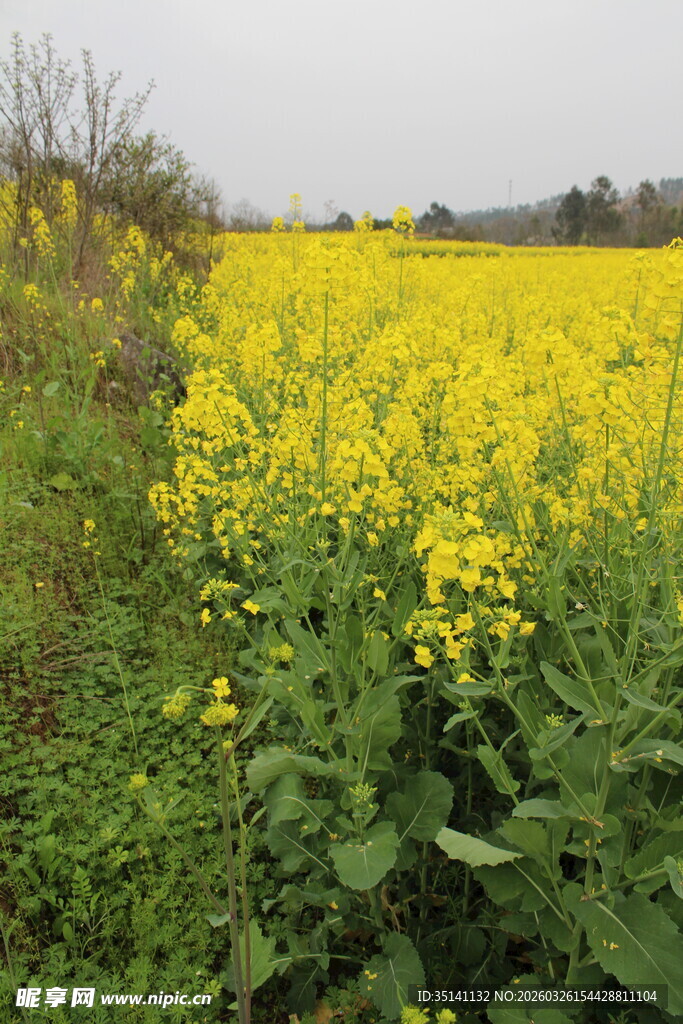 油菜田