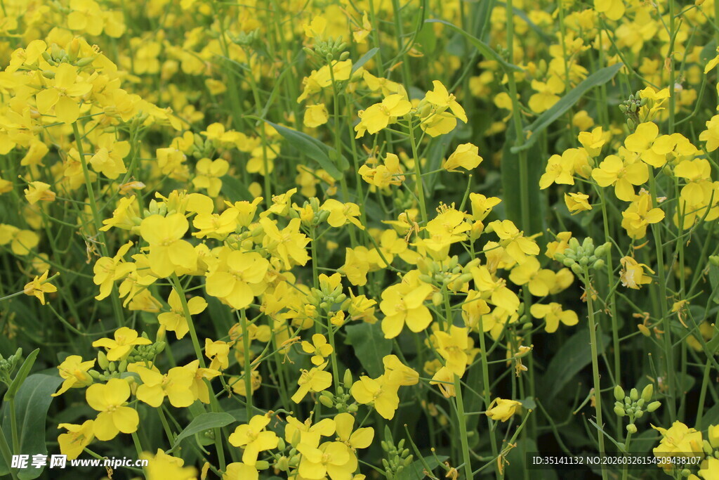 油菜花