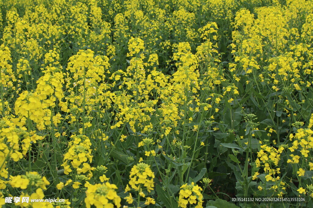 油菜花