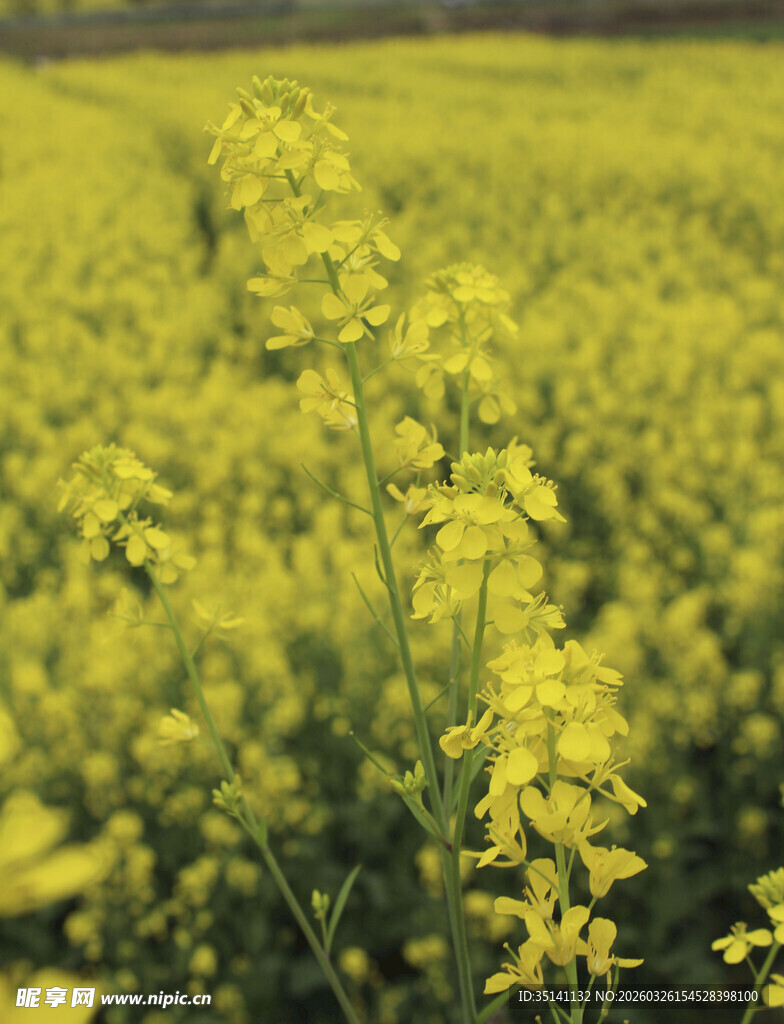 油菜花
