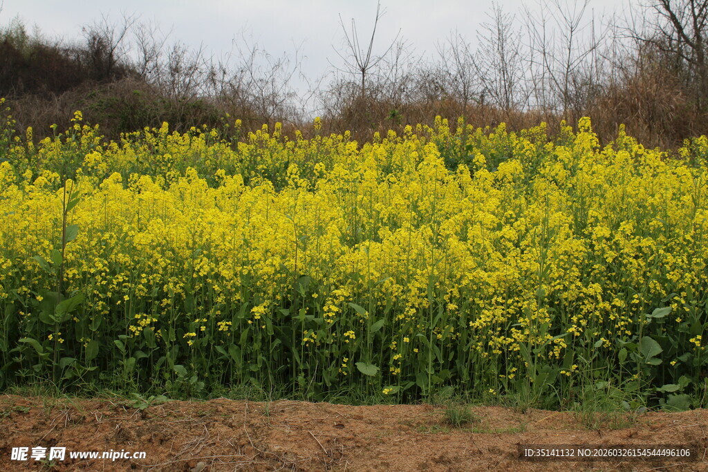 油菜花田