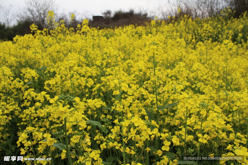 油菜花田