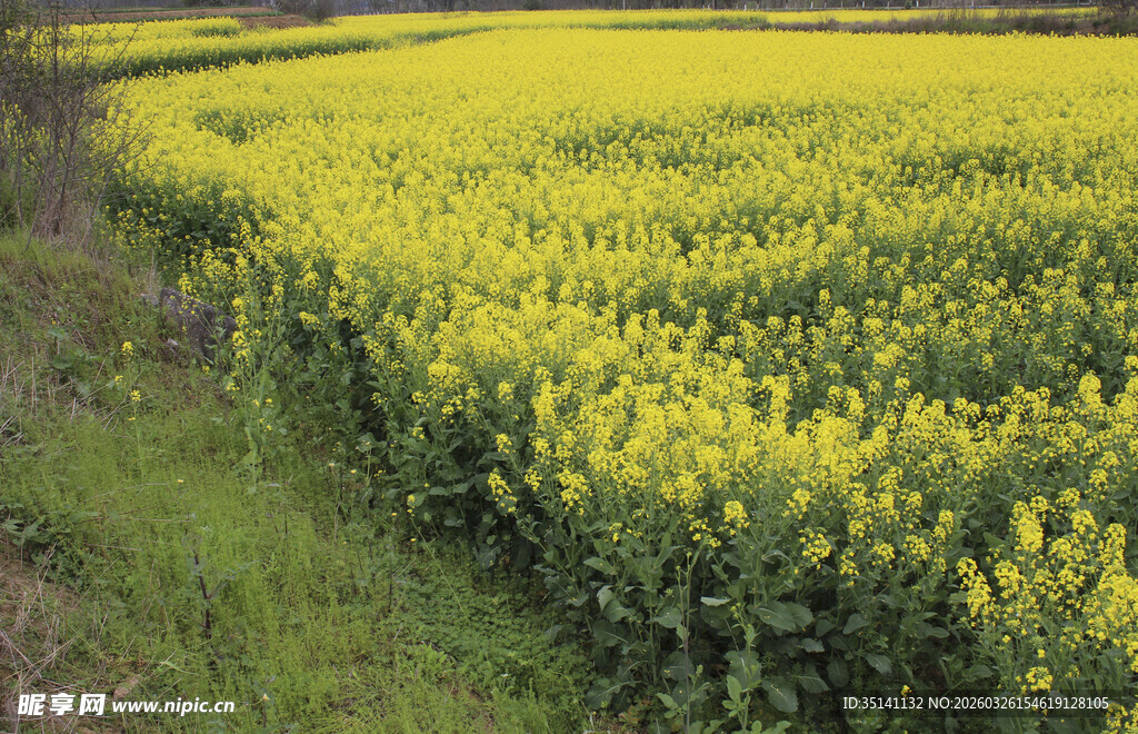 金黄油菜田