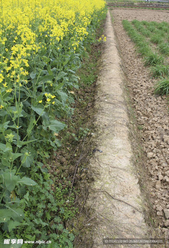 田间油菜花小径