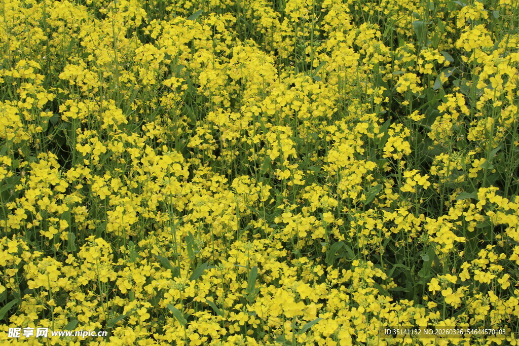 油菜花田