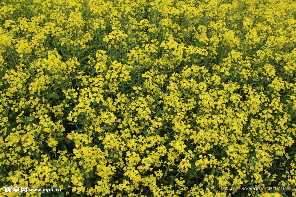油菜花