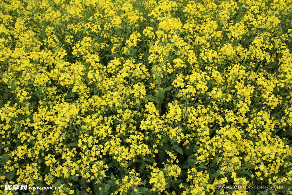 油菜花田