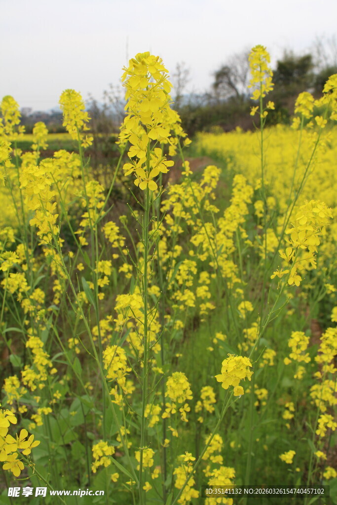 油菜花