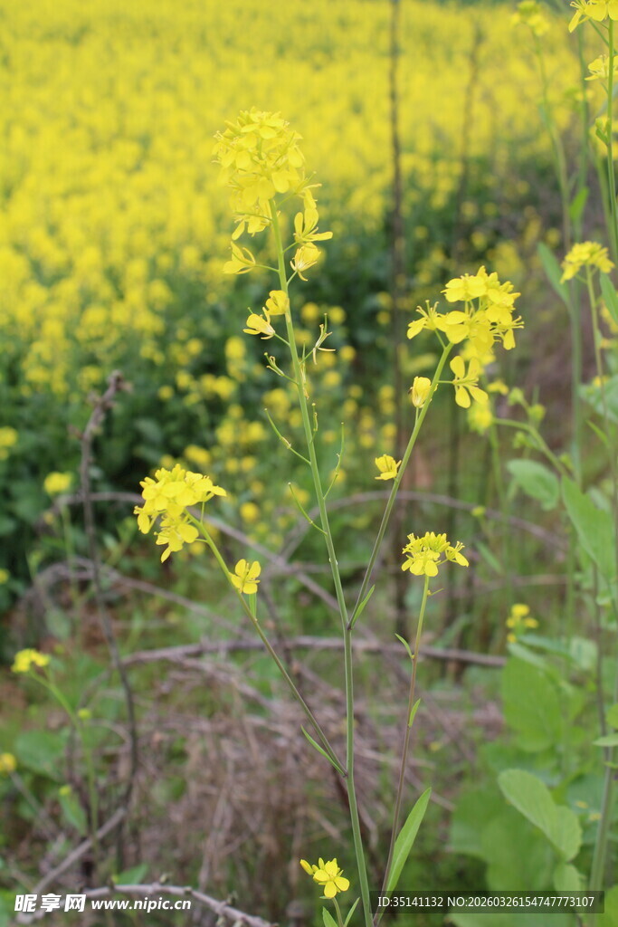 油菜花