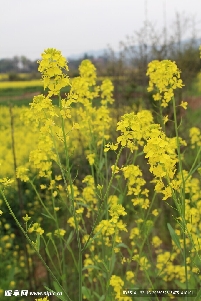 油菜花