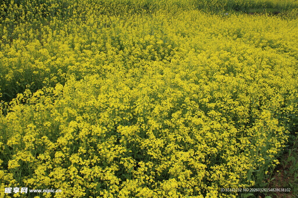 油菜花田 
