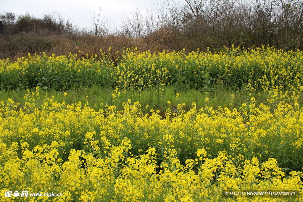 油菜花田 