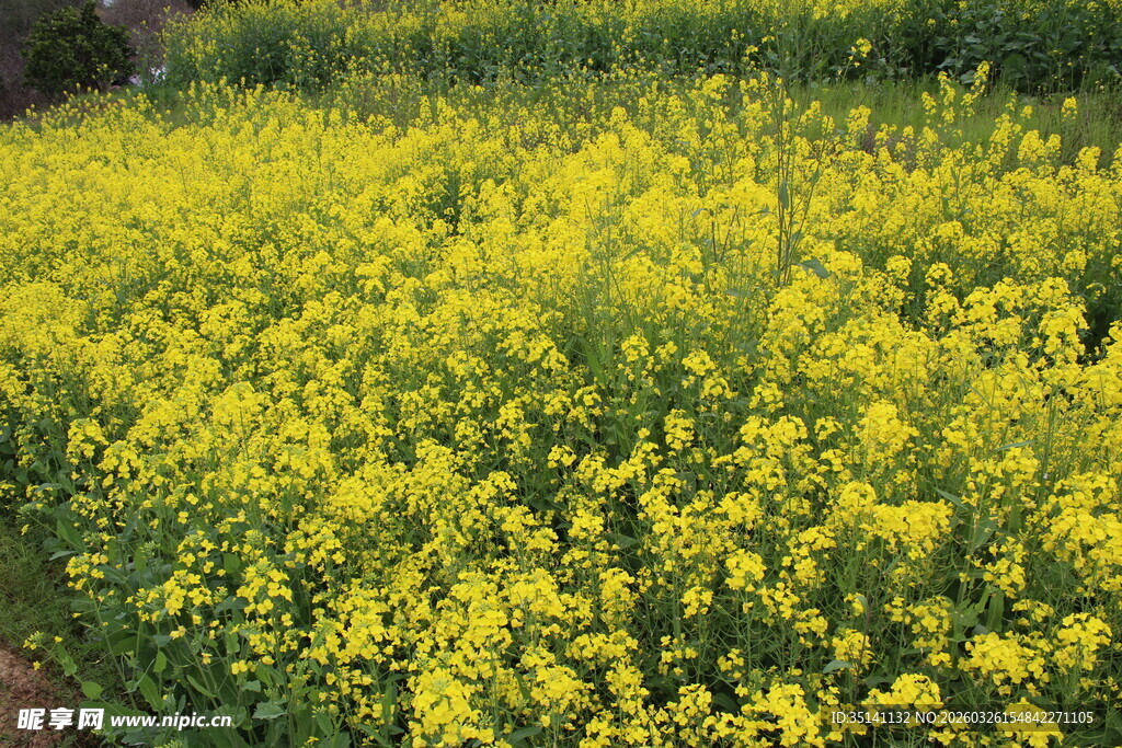 油菜花田 