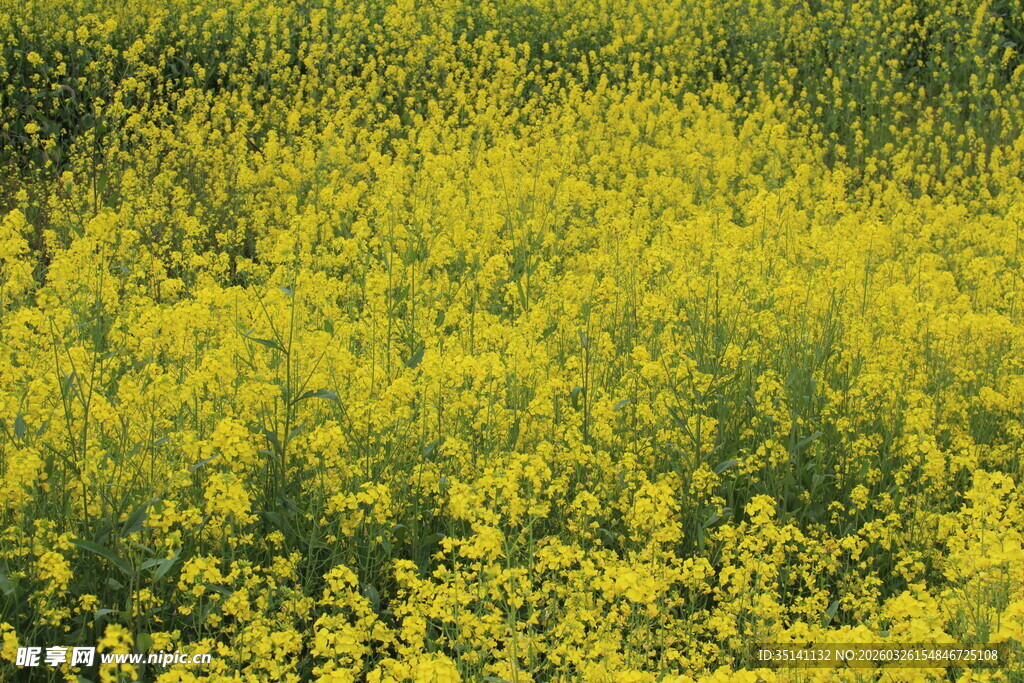 油菜花田