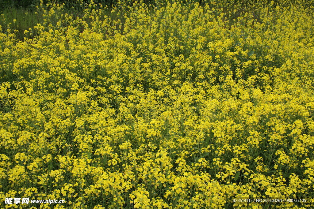 油菜花田