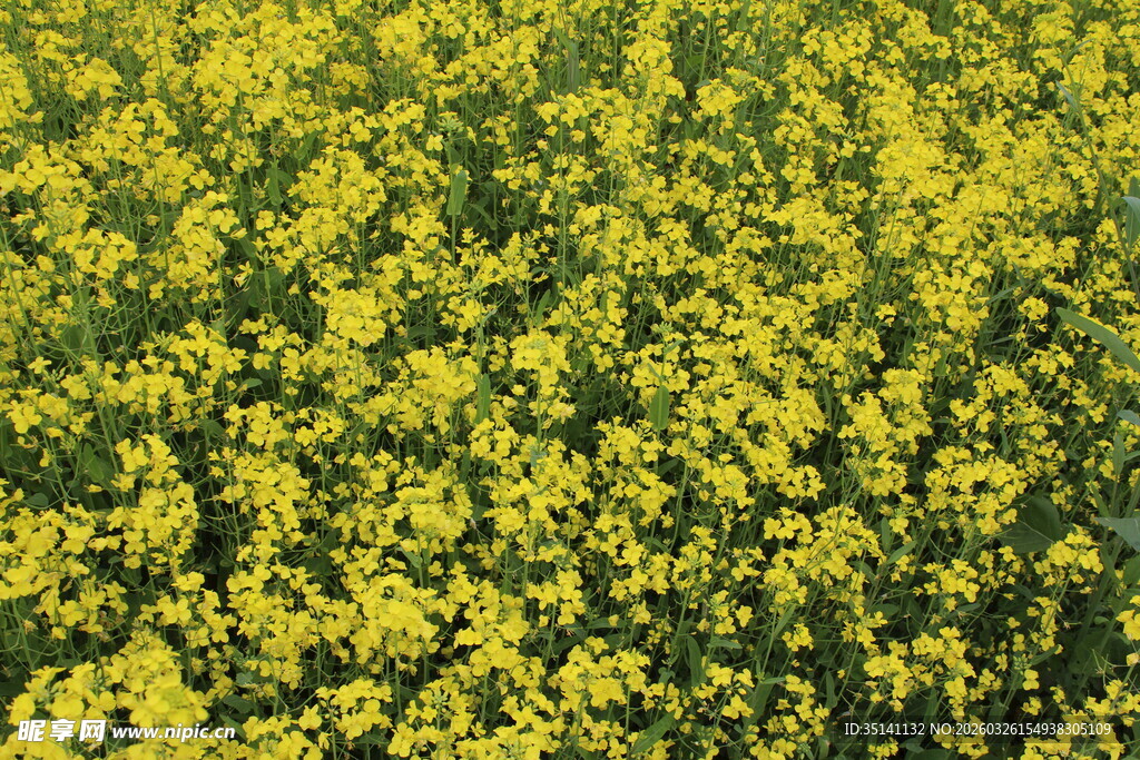 油菜花