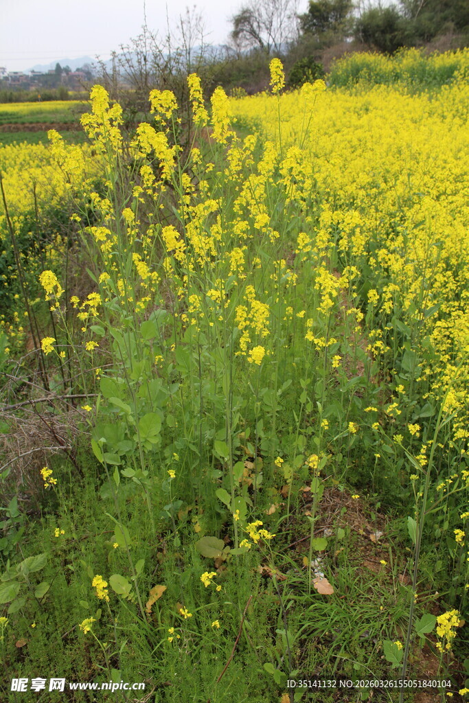 油菜花