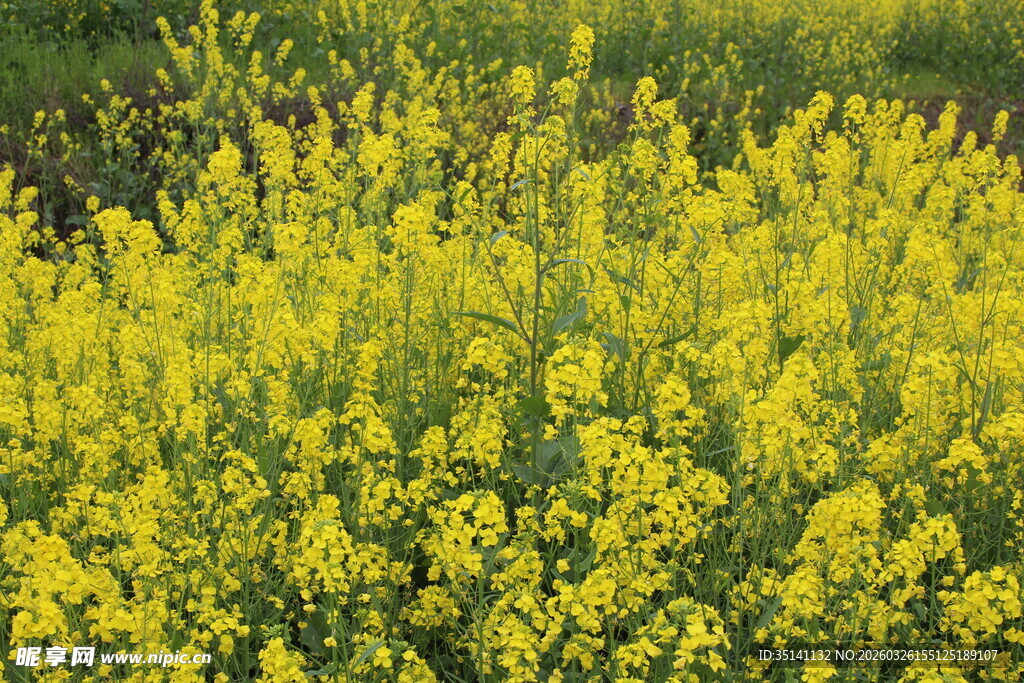 油菜花