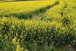 油菜花田 