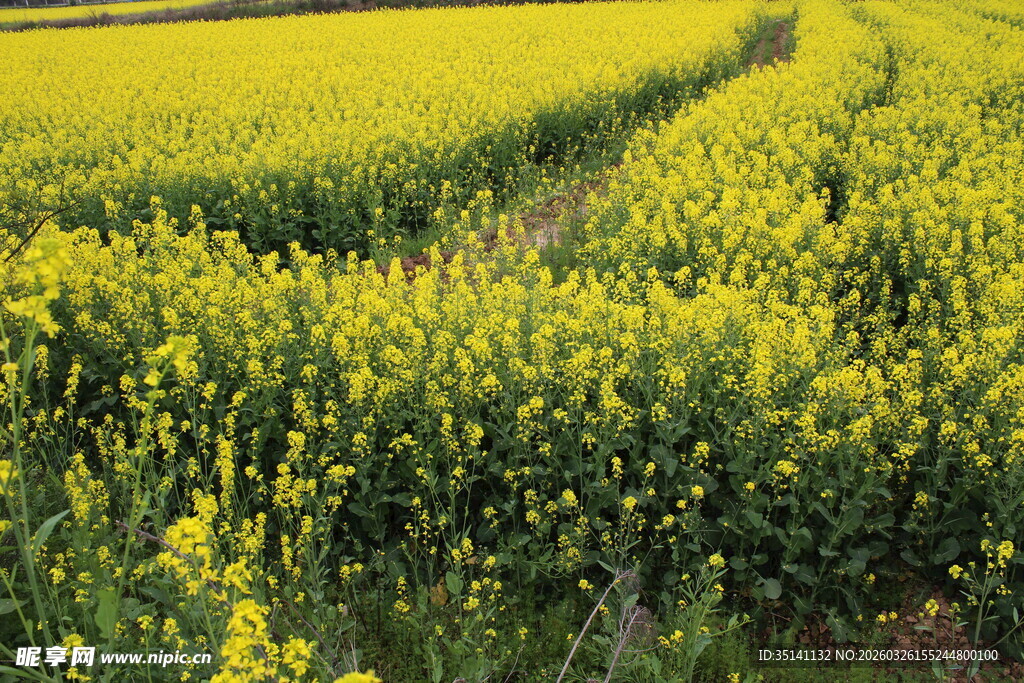 油菜花田 