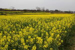 油菜花田 