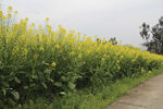 油菜花田 