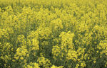 油菜花田 