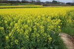 油菜花田 