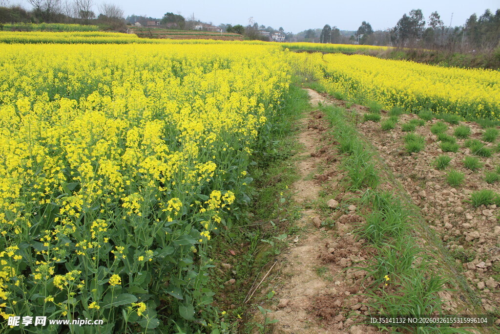 油菜花田 