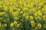 油菜花田