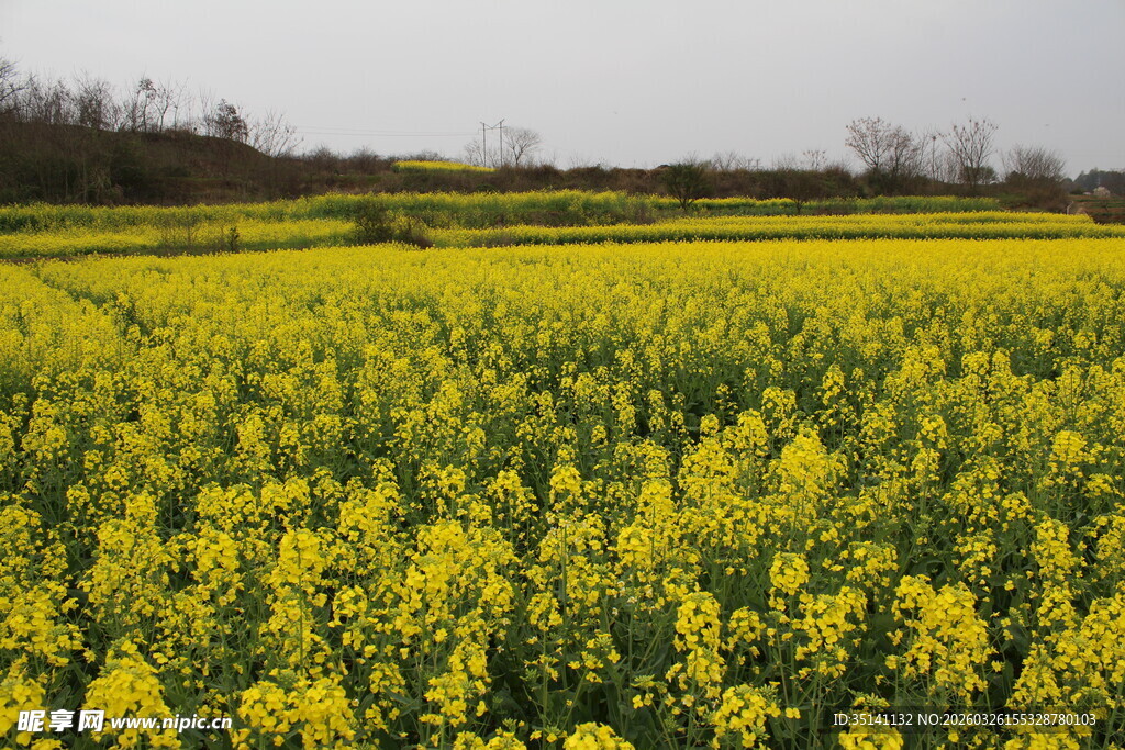 油菜花田 