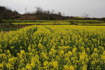 油菜花田 