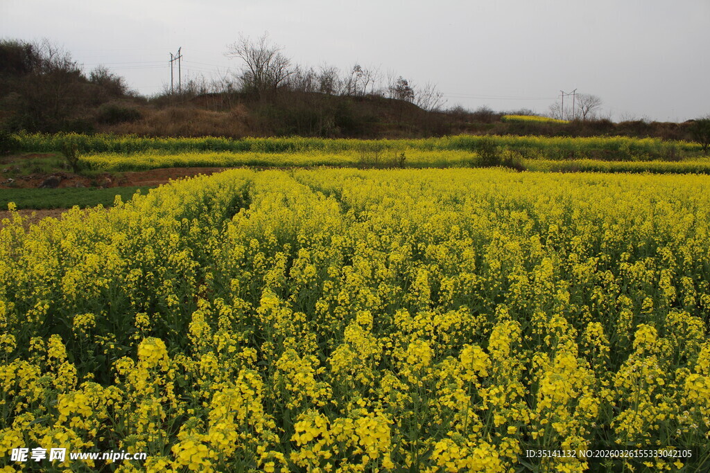 油菜花田 