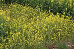 油菜花