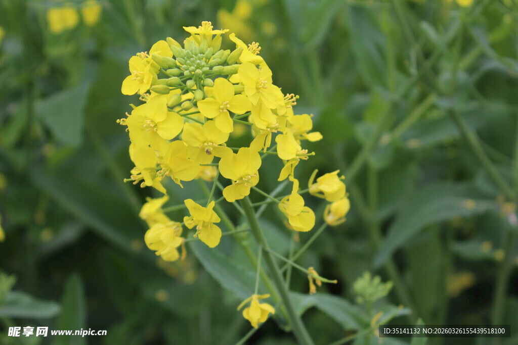 油菜花