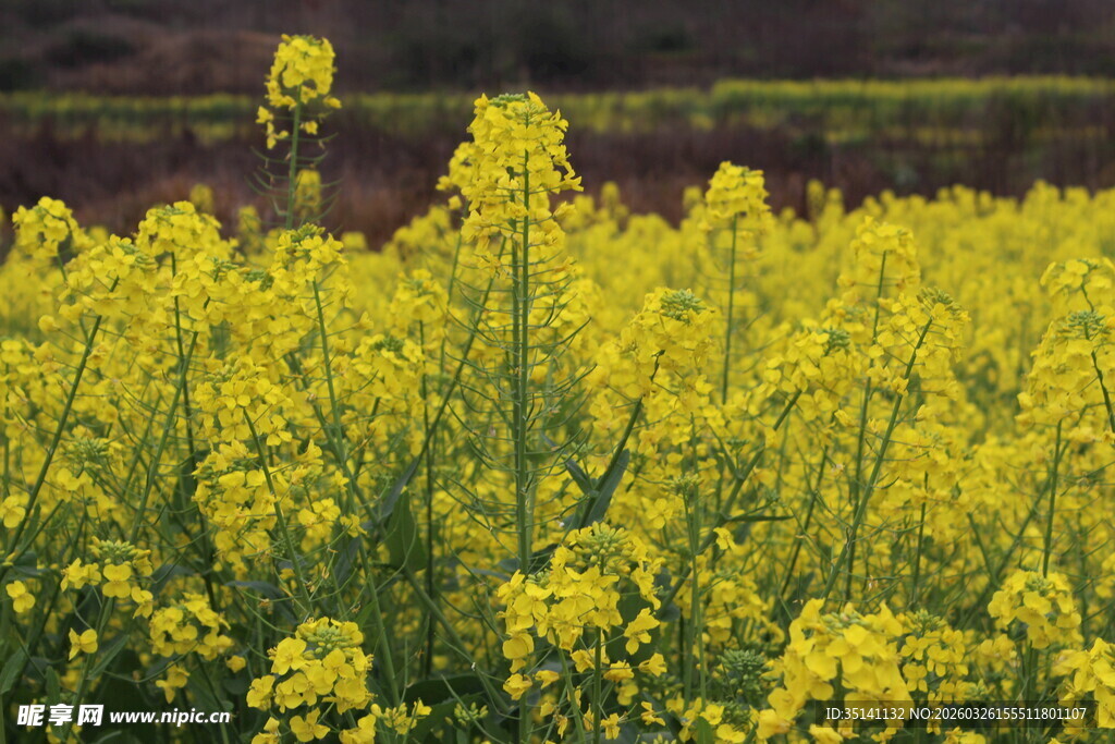 油菜花