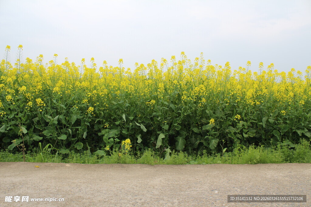油菜花