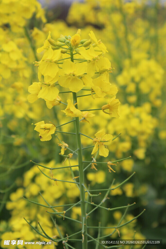油菜花